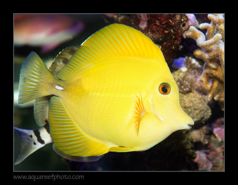 scopas7769_080220