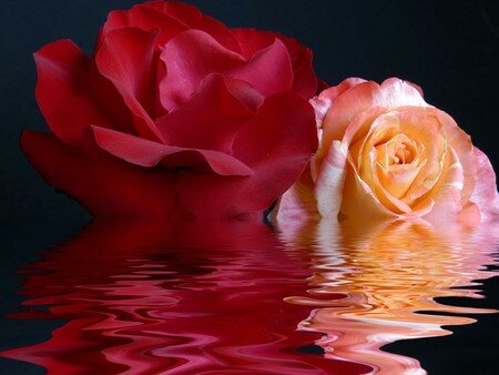 ROSAS