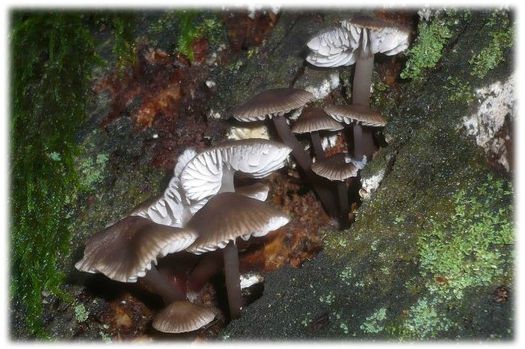 champignon