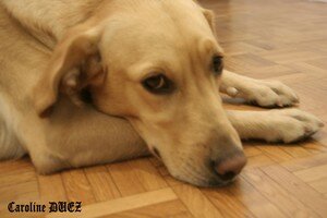 chien_vita_11_nov_2006_028_copie