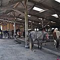 La Balade du Jambon - Balade à cheval dans le mortainais (43)