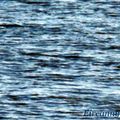 Marée basse 19 03 2011 019