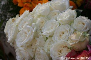 roses_15_nov_2006_125_copie