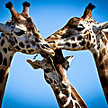 La girafe est dans le cou