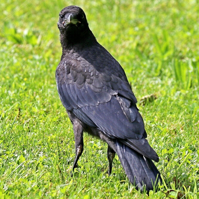 Corneille Noire La Faune Au Fil Des Randos