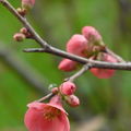 fleurs7