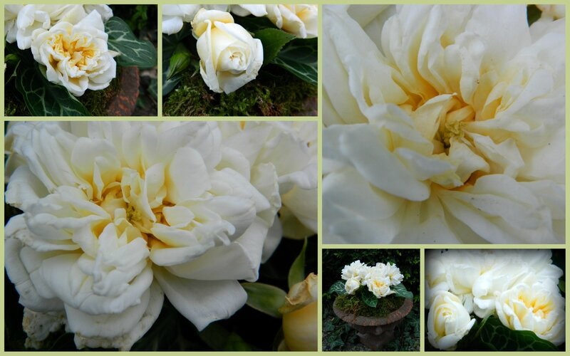 dernrose