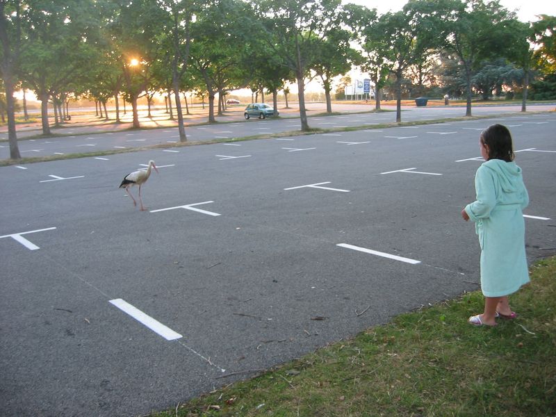 15_Oiseaux