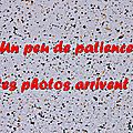 Z-9886 Bande de Bollezeele 29 mars 2014