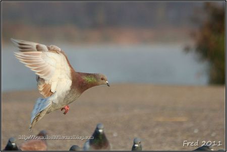 IMG_4550-signée