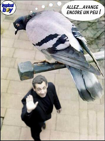 pigeon