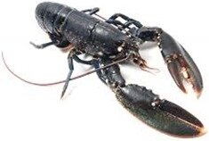 homard2 homard2