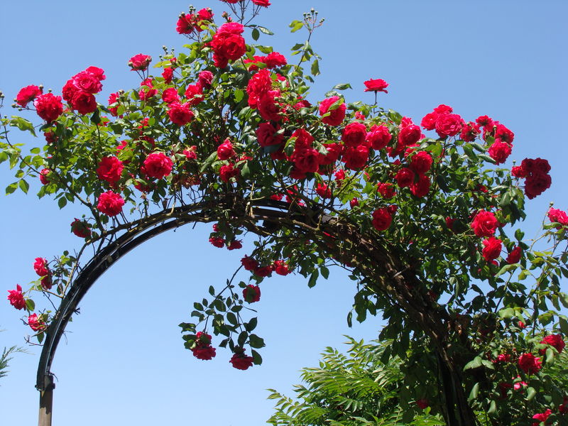 Est-ce que les rosiers ont besoin de beaucoup d'eau ?