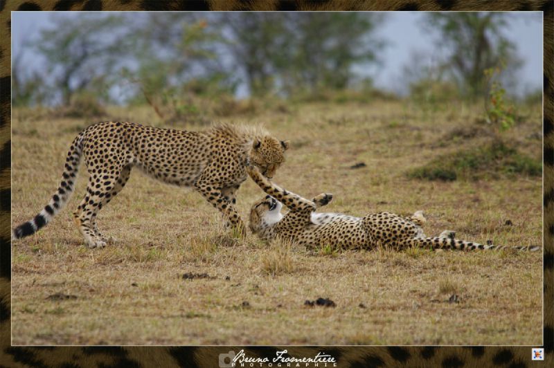 Guepard 7b