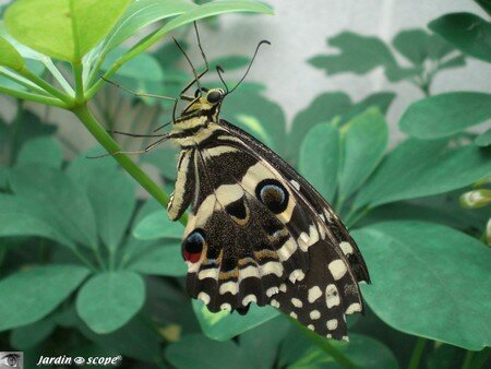 Papilio demodocus • Papilionidae
