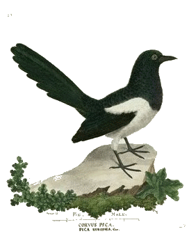 Oiseau Tous Les Messages Sur Oiseau Au Soleil De Ma Vie