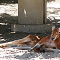 Saison 2010-2011, Cadets au zoo de la Palmyre.