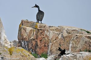 Nidification-des-cormorans-huppés