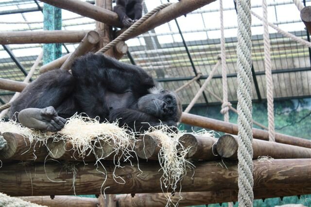 Chimpanzé ZooParc de Beauval ©Kid Friendly