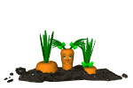 carrot_hide_and_seek_md_wht