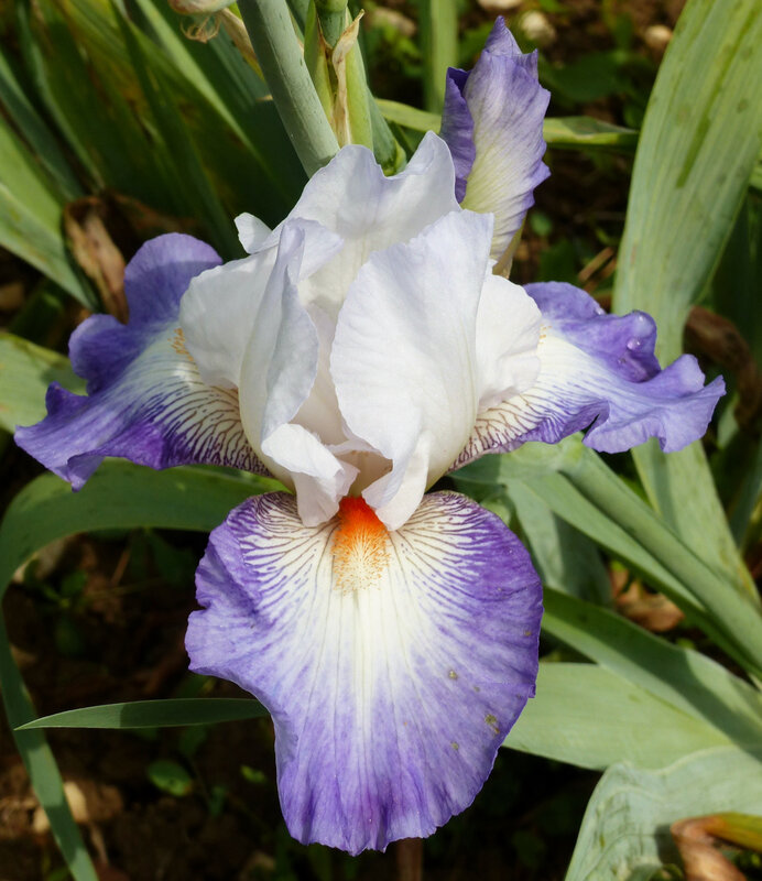 iris conjuration