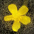 gouttes-fleur-jaune