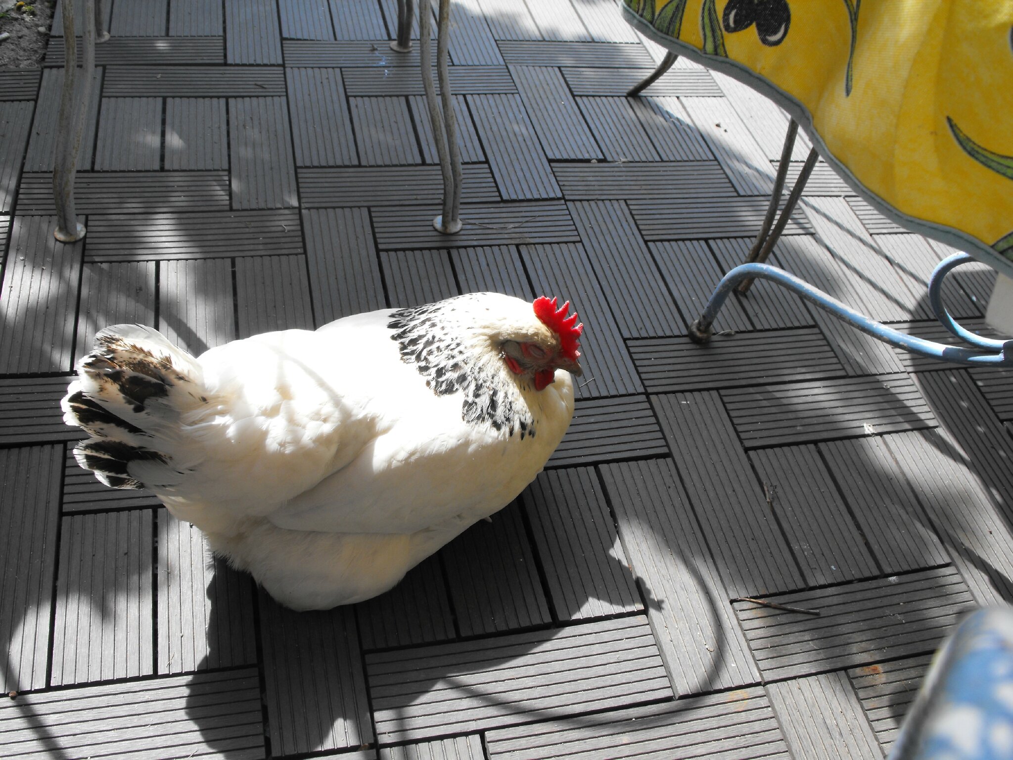Avez Vous Deja Vu Une Poule De Course Avez-vous déjà vu - L’ art et la manière