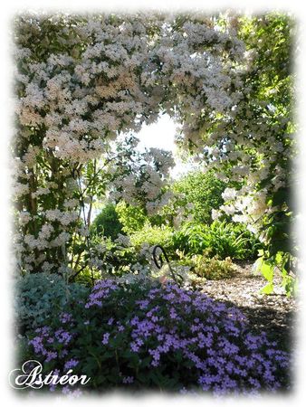 jardin7