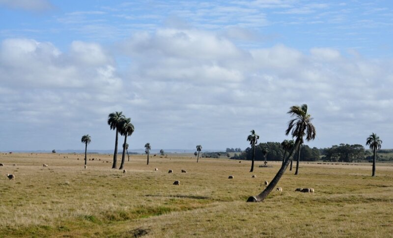 Uruguay paysage