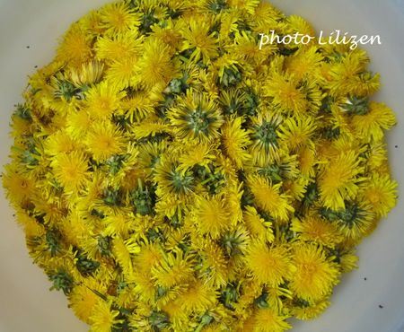 fleurs_de_pissenlit