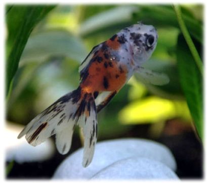 phramaciepoisson (2)