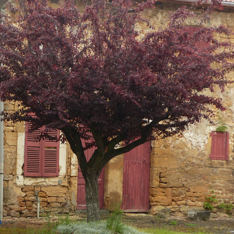 A PORTE FENETRE GRANDE GRILLES VASQUES FLEURS206