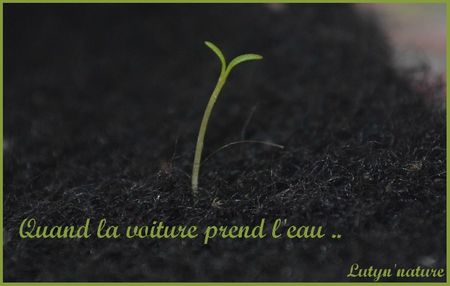 tapis voiture lutynnature