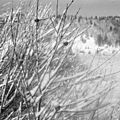 Une semaine d'hiver aux rousses (jura) en février ou mars 2001 (2)
