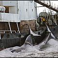Le japon chasse la baleine !...