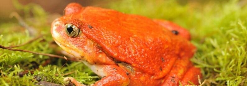 grenouille_tomate