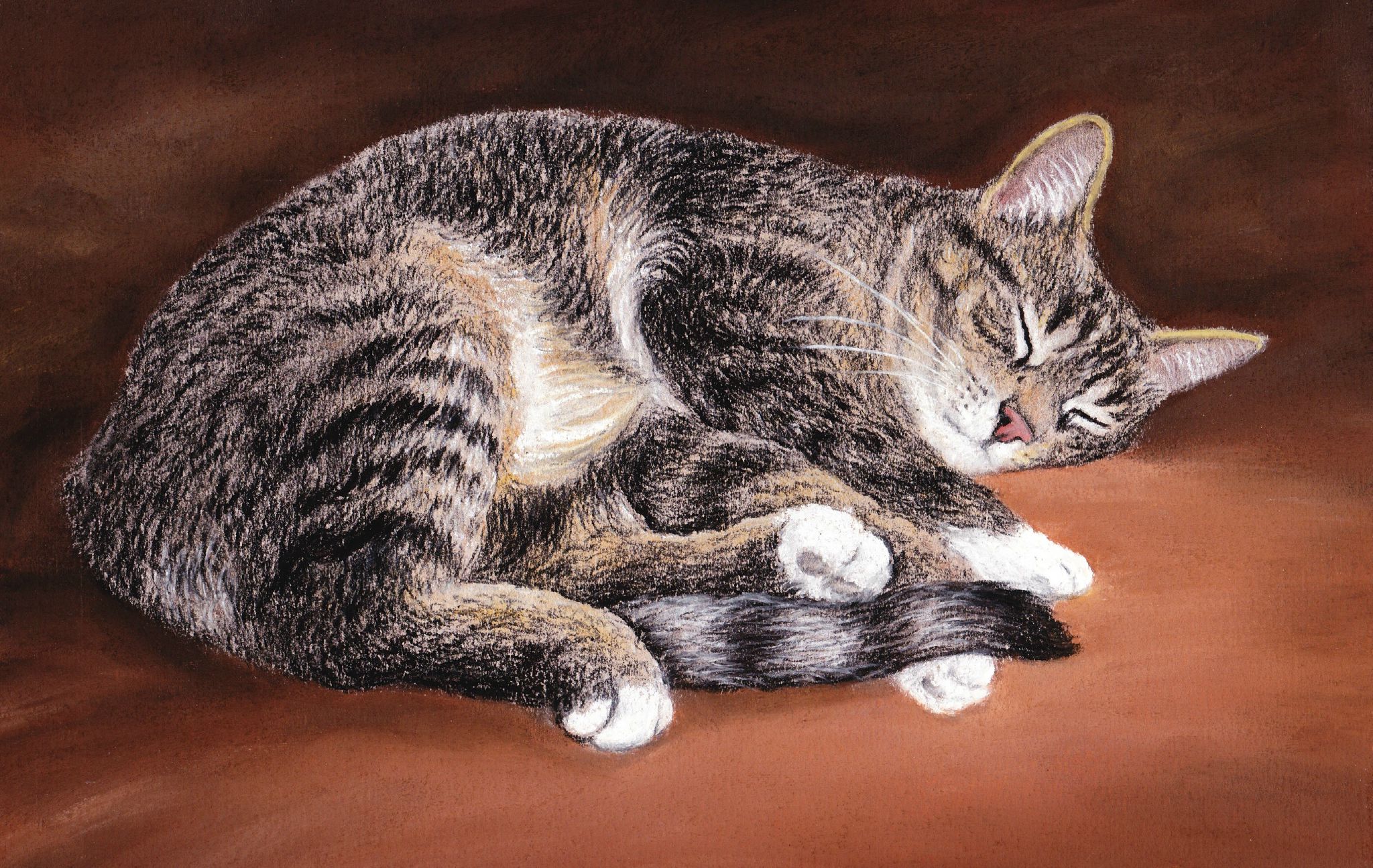 Chat Endormi Pastel De Xavier Sanchez Photo De Chats x30cm Sanchezpastels Pastelliste Animalier