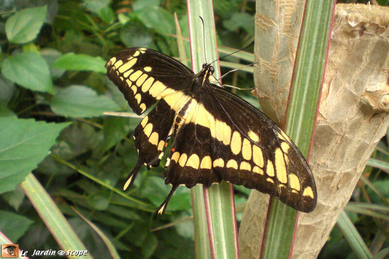 Papilio thoas • Papilionidae • Guyane