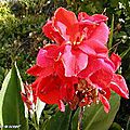 Les 5 périodes clés pour réussir vos cannas