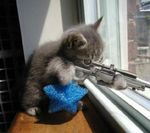 chat_sniper