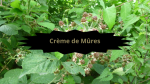 5 RONCES(1)Crème de Mures