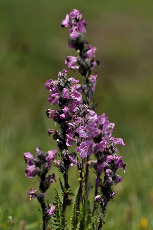 _DSC0750_Pedicularis_rostratospicata
