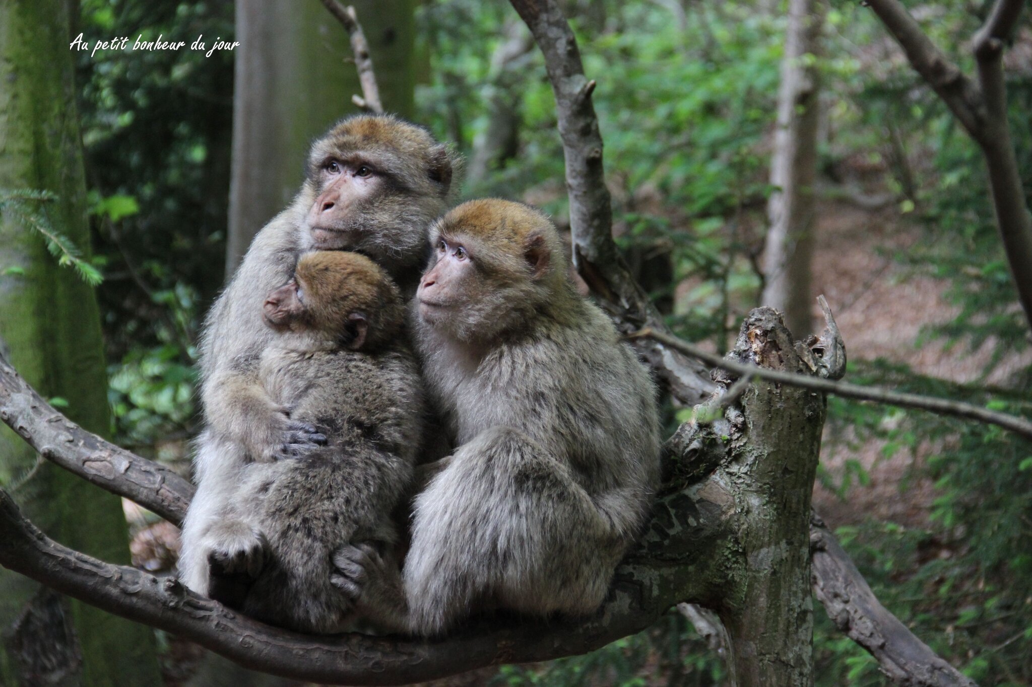 Montagne Des Singes Haut Koenigsbourg Au Petit Bonheur Du