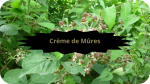 5 RONCES(1)Crème de Mures-modified