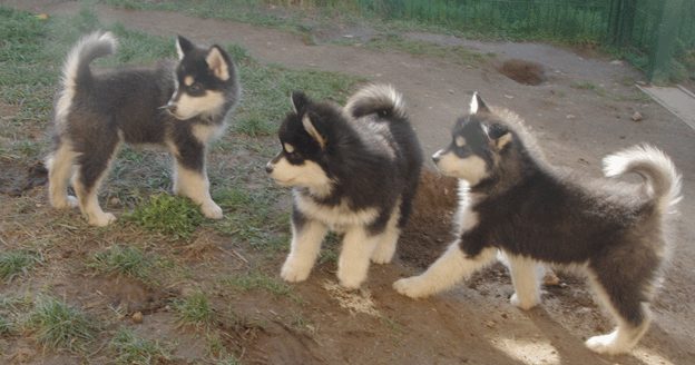 puppies_20150405_01