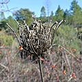 P1080370 - Copie