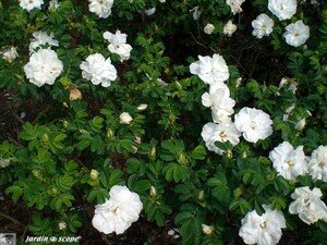 4769_rose_eglantier_blanc