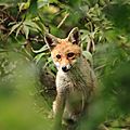 Renard roux, Vulpes vulpes