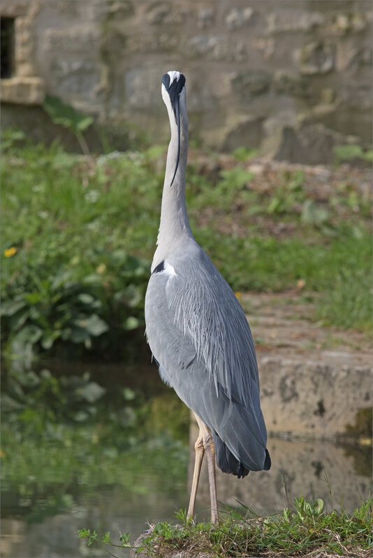 ville oiseau héron profil AR 230418