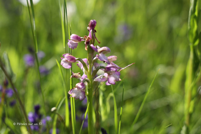 orchis2_2021